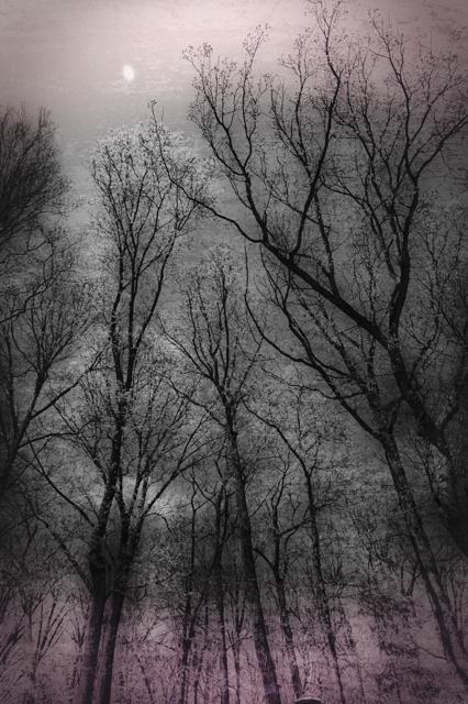 ©The Trees Rona Golfen, RonaPhoto a photo of black trees gray mist and pink light at the top and bottom